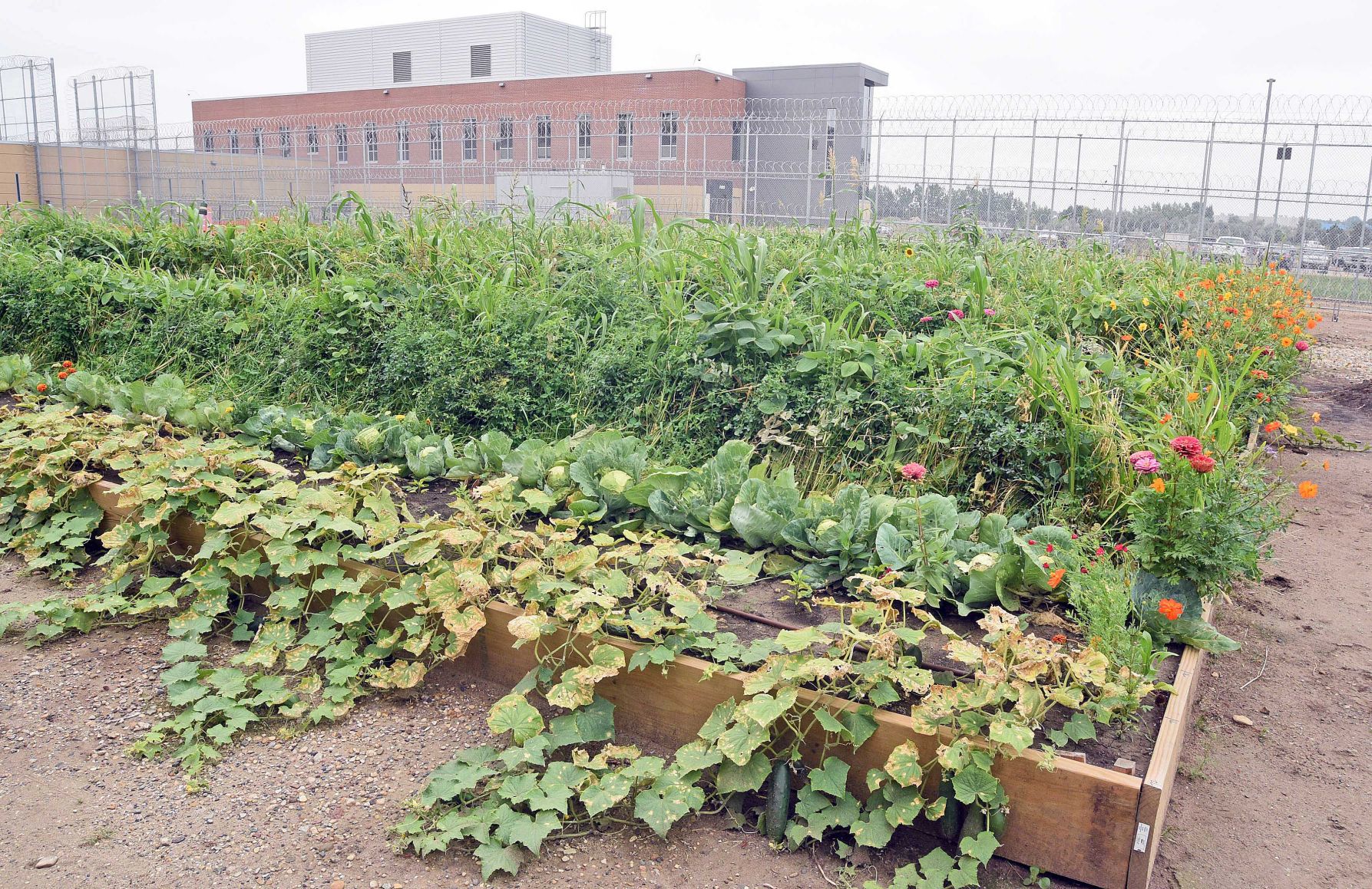Prison garden